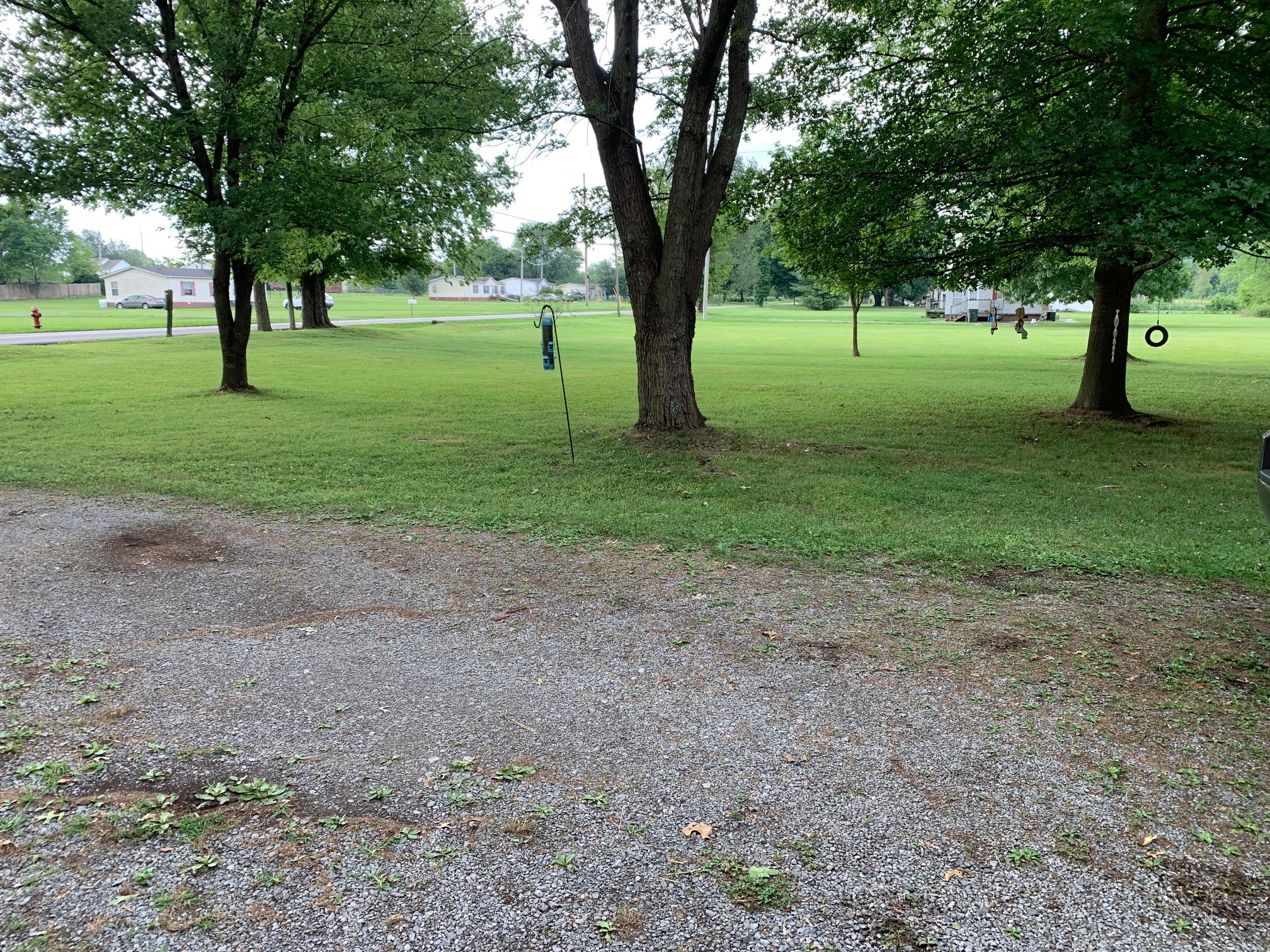a view of a trees in a park
