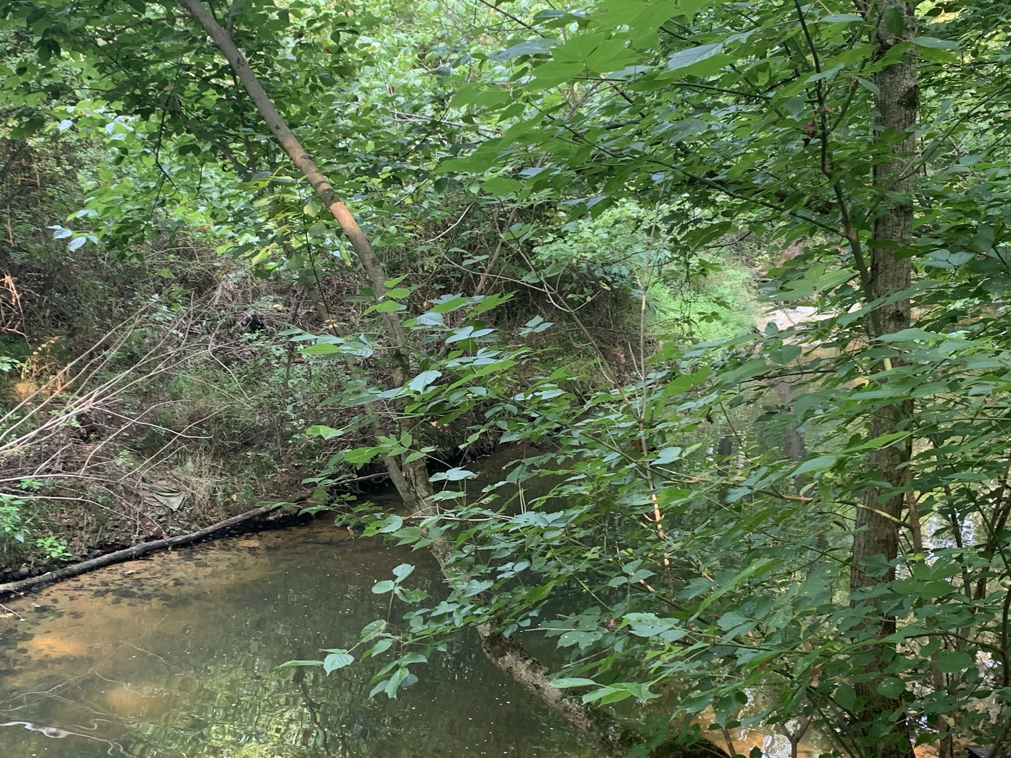 174 T T G T Road Portland, TN 37148 - Photo 12 of 17 a view of a lake from a forest