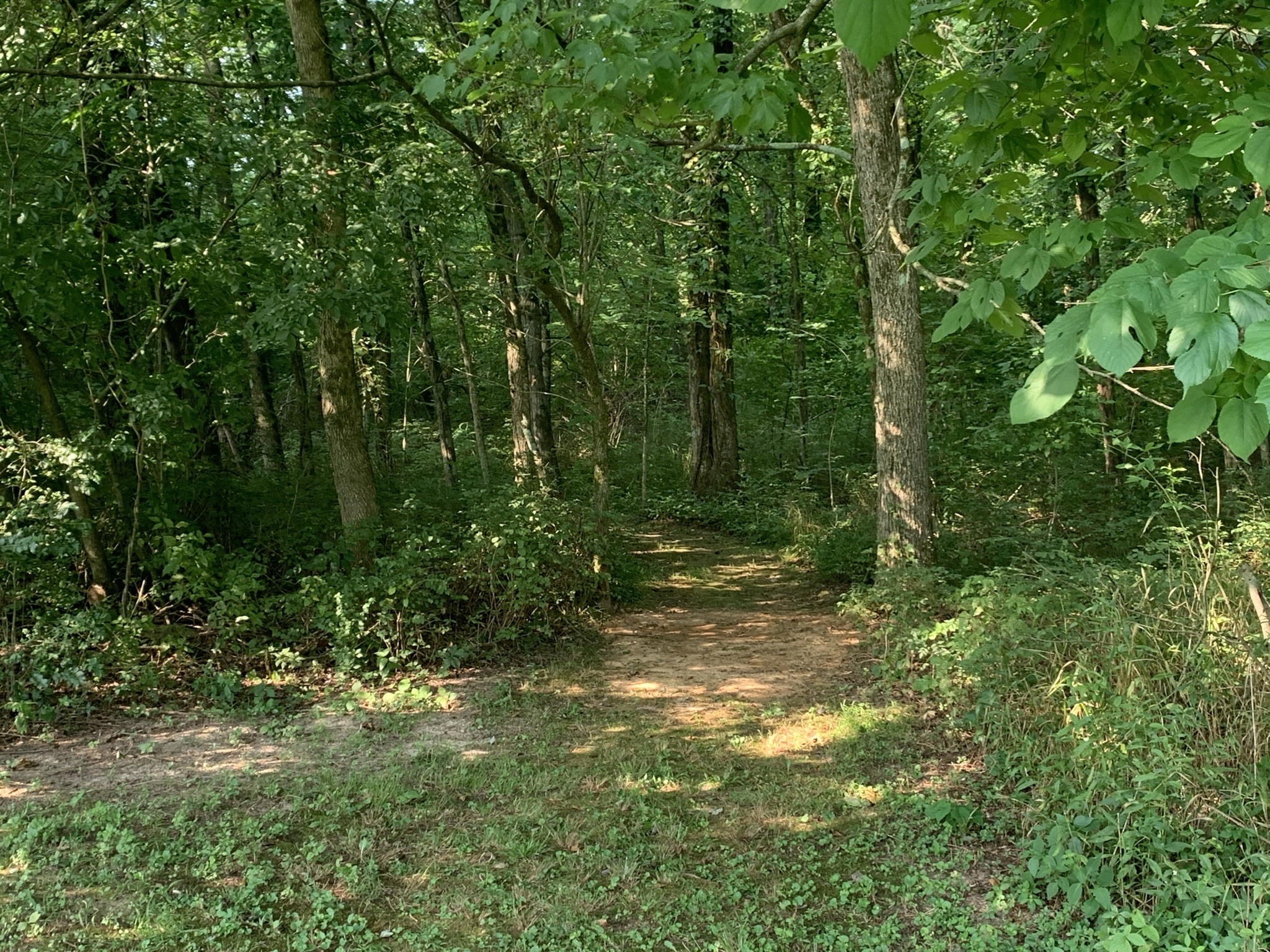 174 T T G T Road Portland, TN 37148 - Photo 7 of 17 a view of a forest with trees in the background