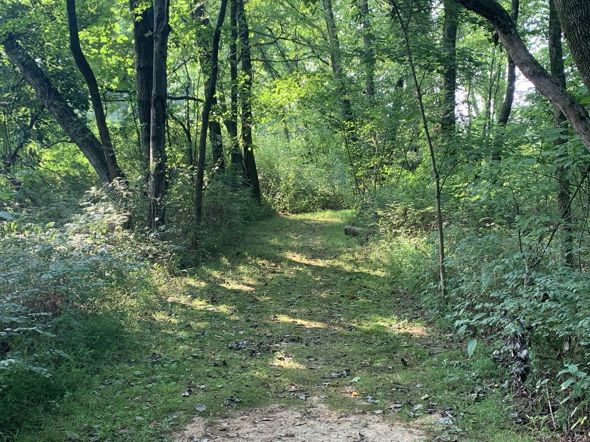 174 T T G T Road Portland, TN 37148 - Photo 8 of 17 a view of a green field with lots of trees