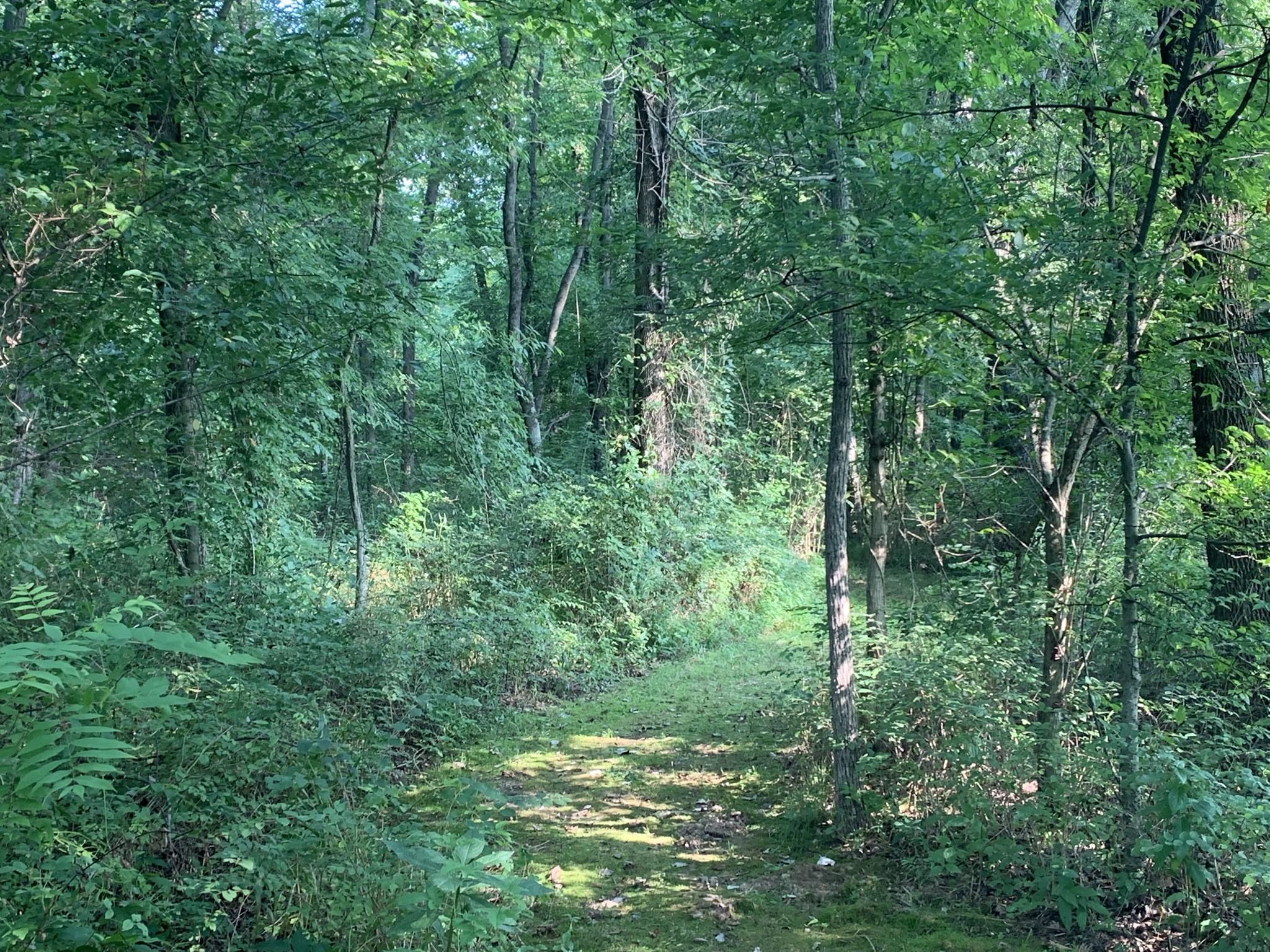 174 T T G T Road Portland, TN 37148 - Photo 9 of 17 a view of a lush green forest