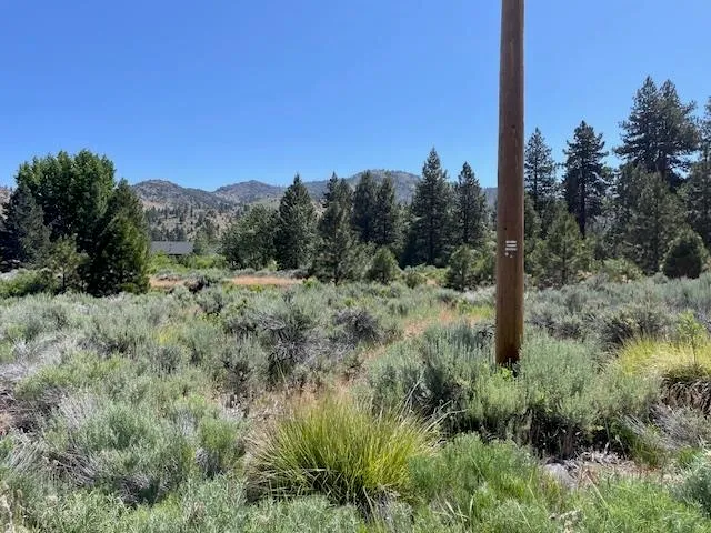 a view of a lush green forest with a tree in the background