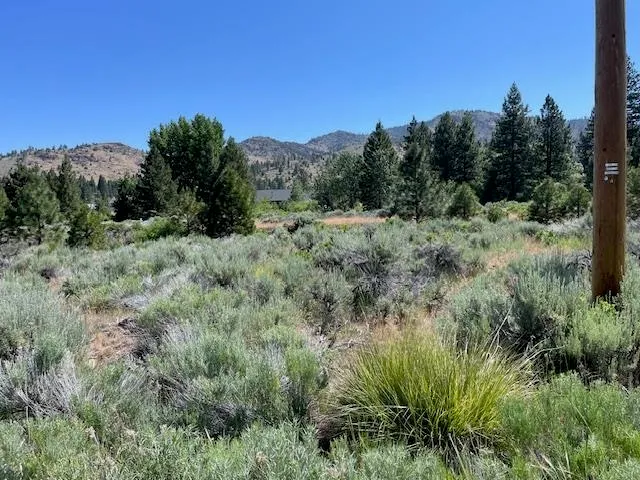 a view of a lush green forest with large trees
