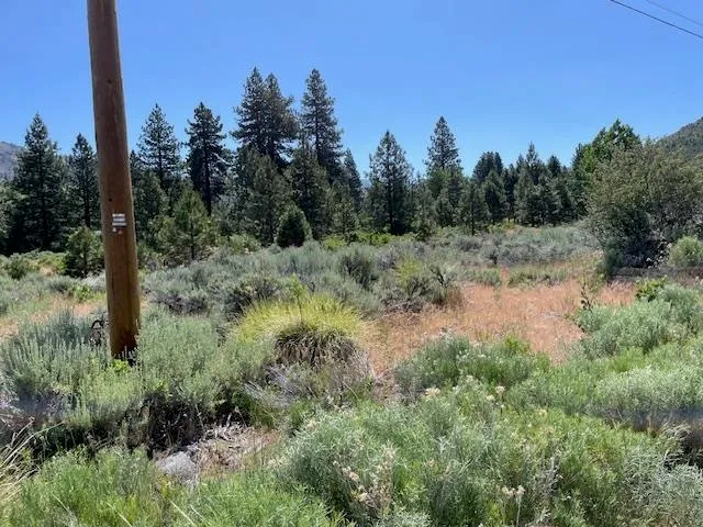 a view of a lush green forest with a tree in the background