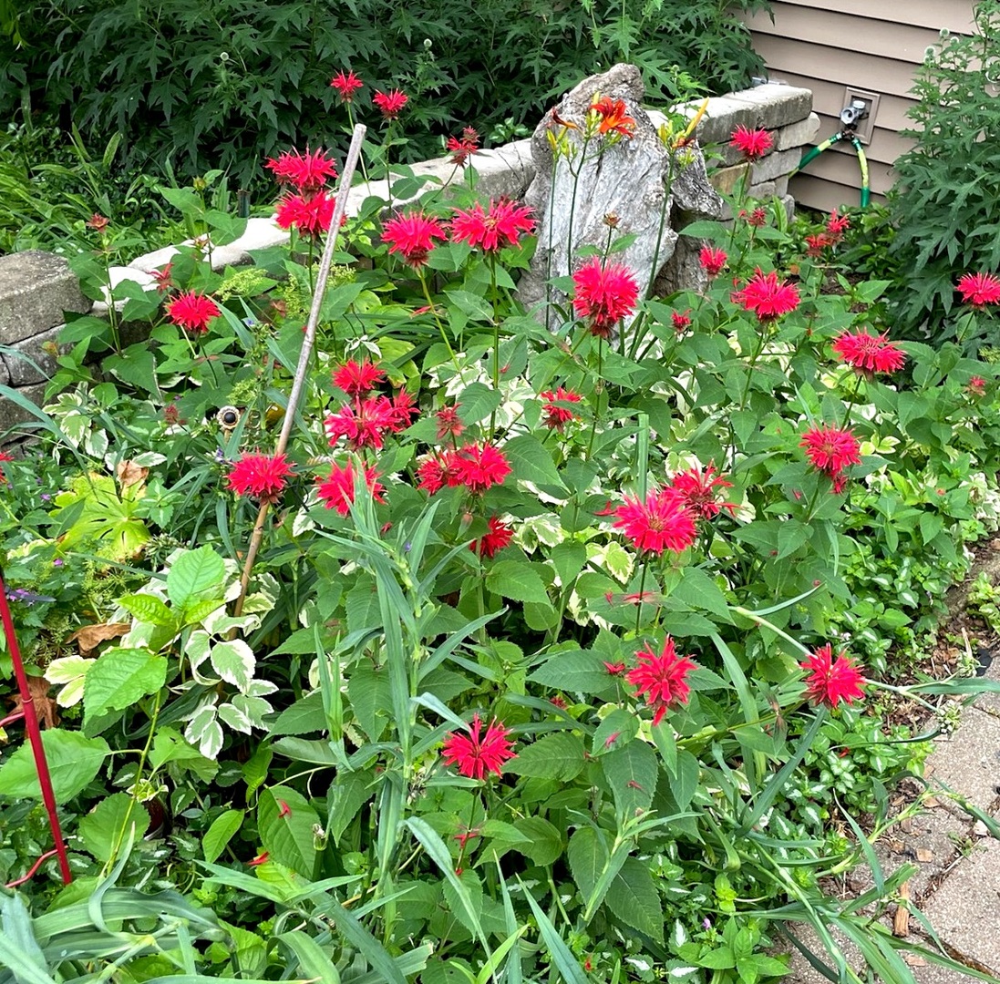 1203 Redfield Road Naperville, IL 60563 - Photo 3 of 4