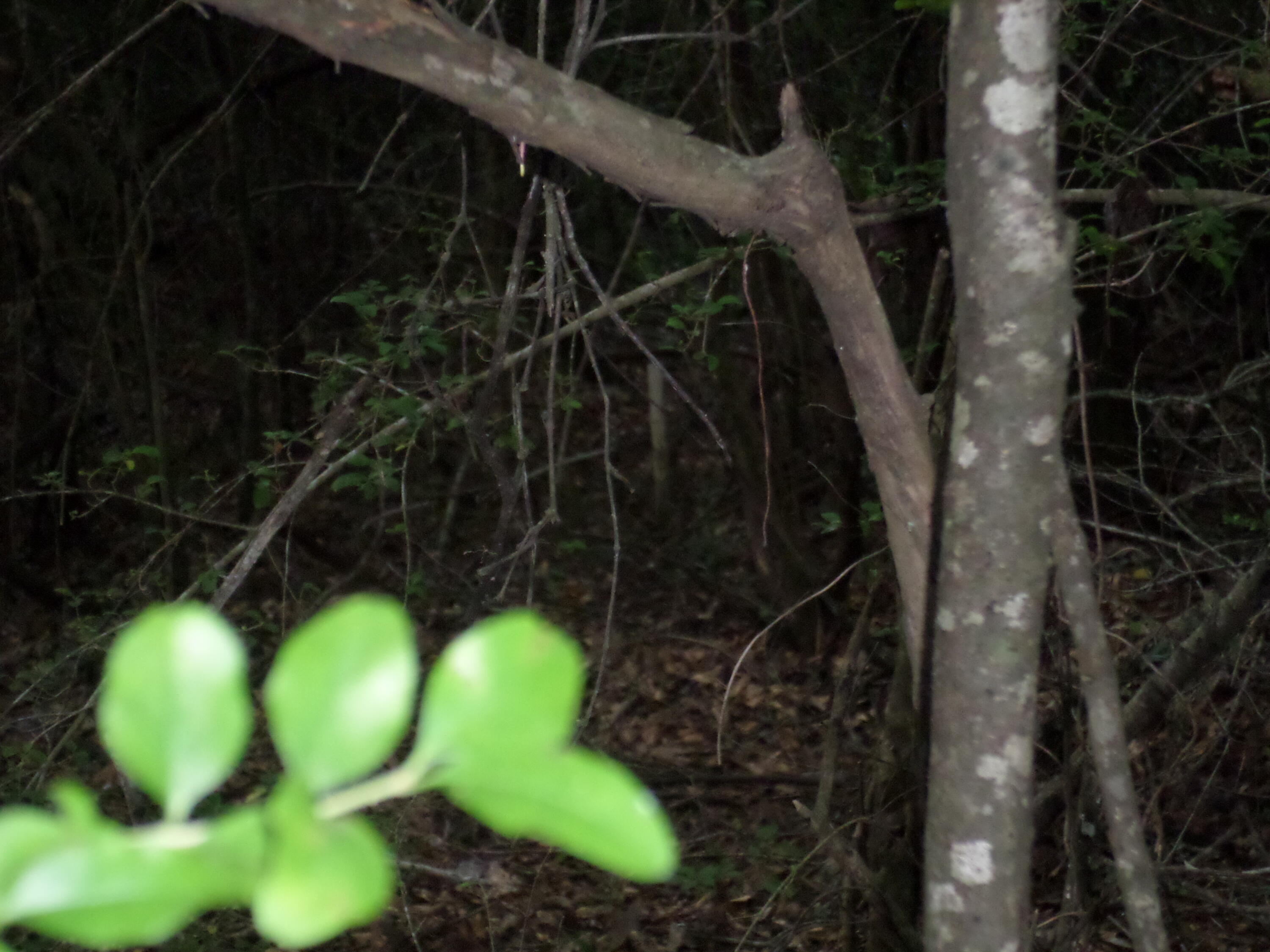 1671 Bonner Road Heidelberg, MS 39439 - Photo 30 of 81 Gallery Image 30