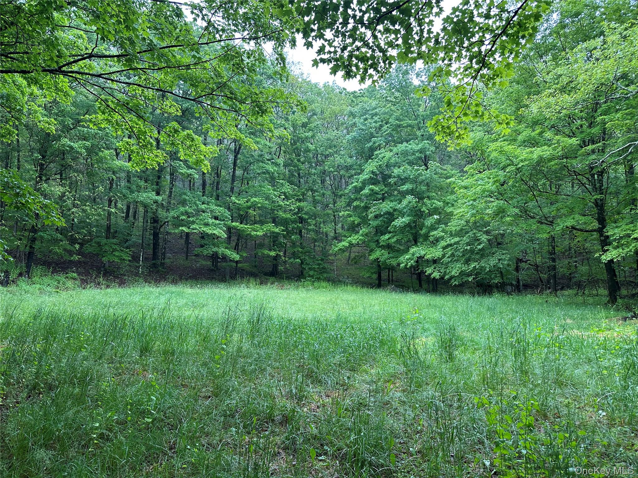 804 Hearts Content Road Cairo, NY 12473 - Photo 6 of 34 a view of a lush green space