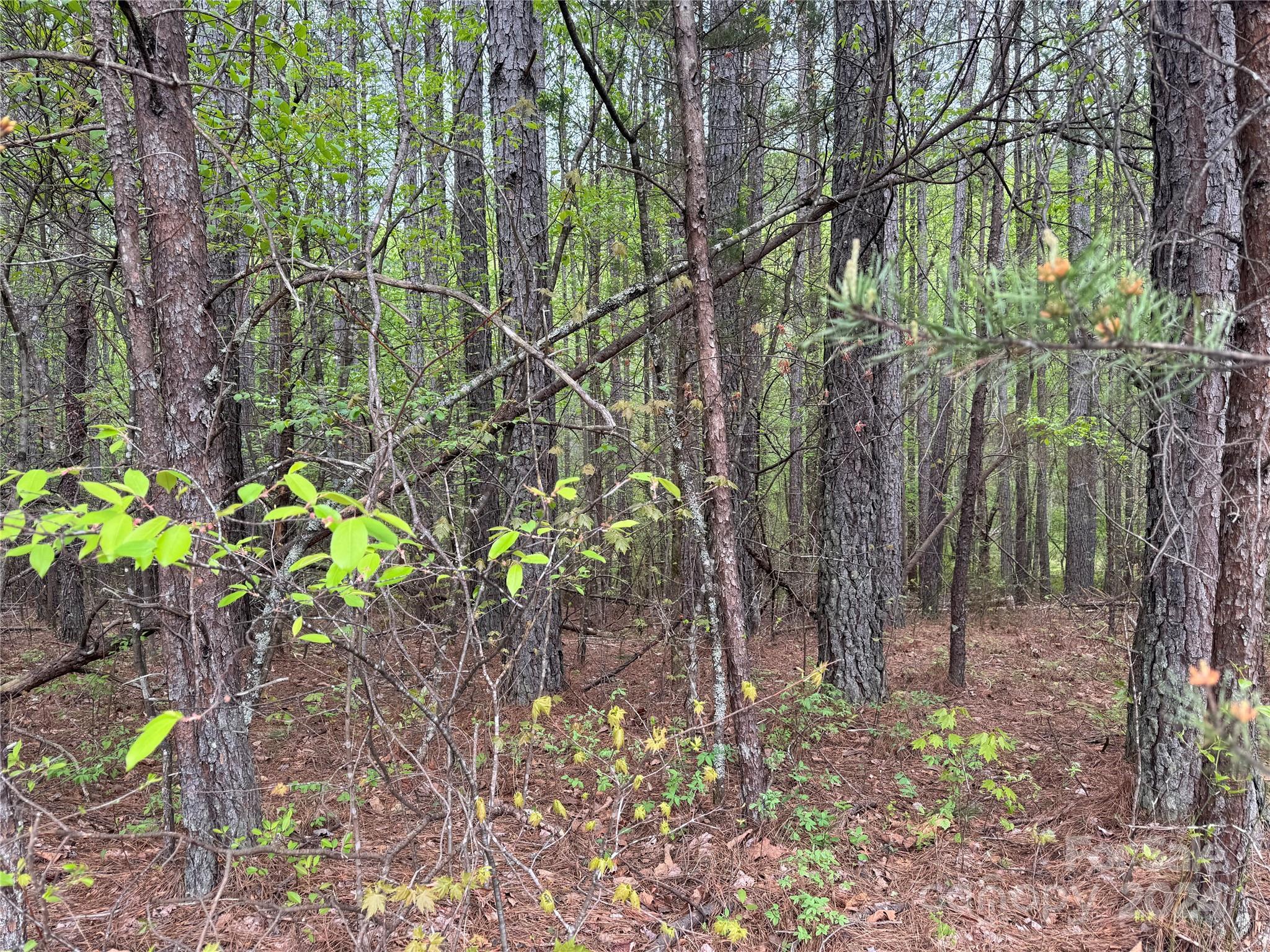 0 Garrett Rd Mill Spring Mill Spring, NC 28756 - Photo 3 of 4 a view of a tree with a yard