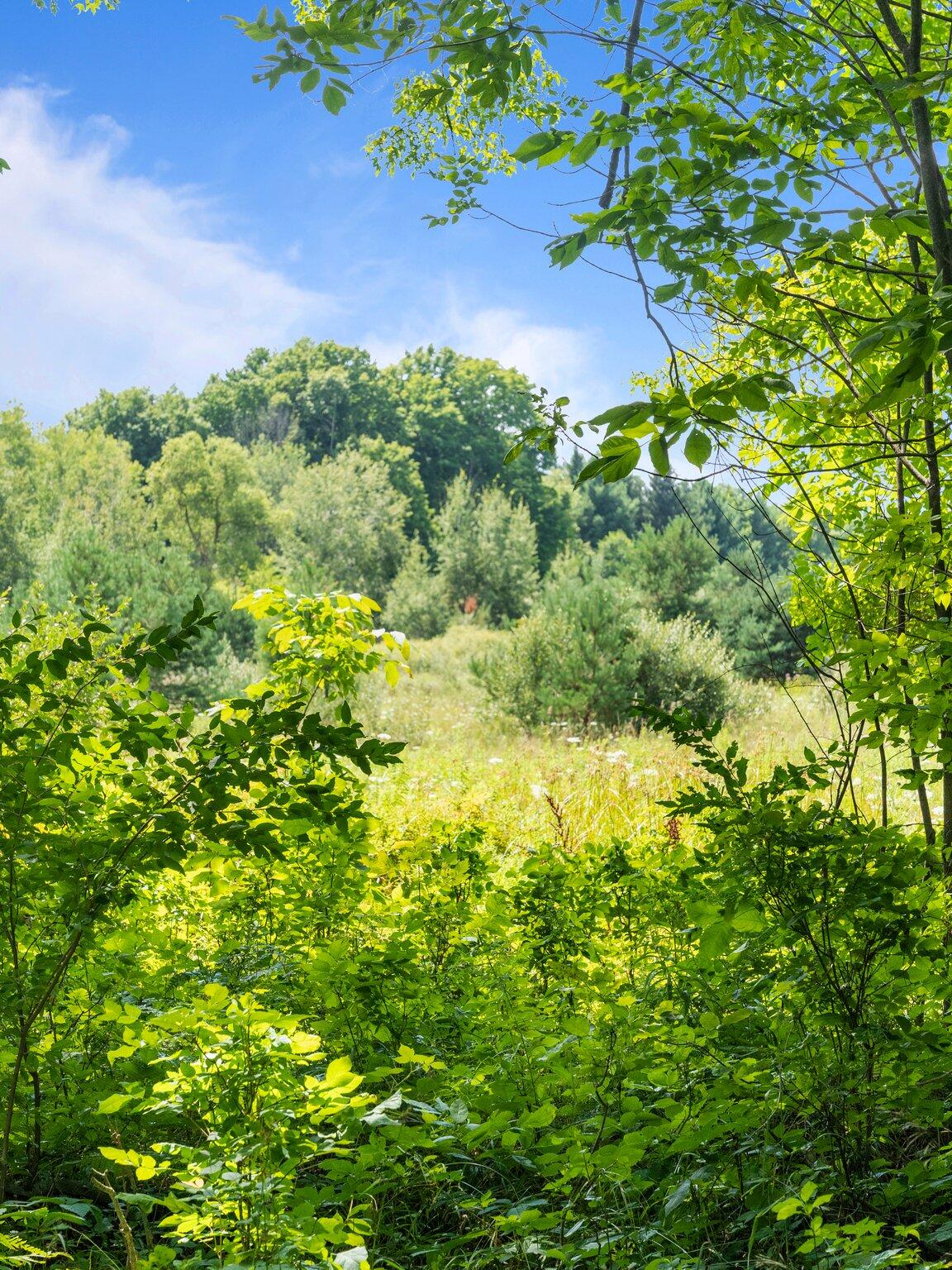 3481 5 Mile Road Sears, MI 49679 - Photo 80 of 83 80-web-or-mls-DSC06569