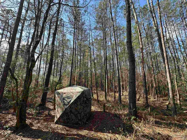 a view of a tree in the middle of a yard
