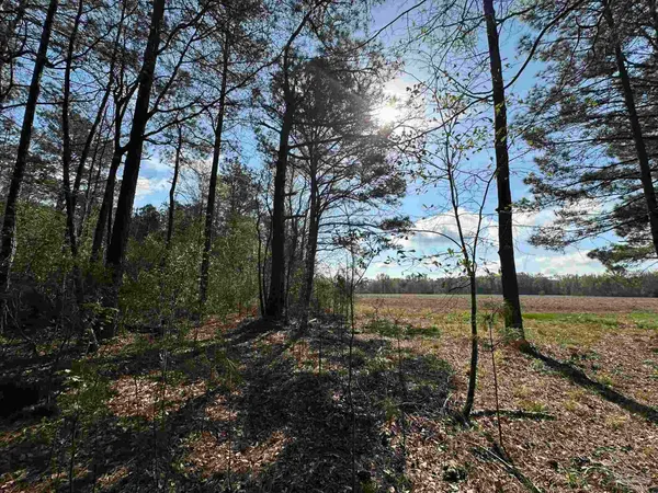 a view of forest