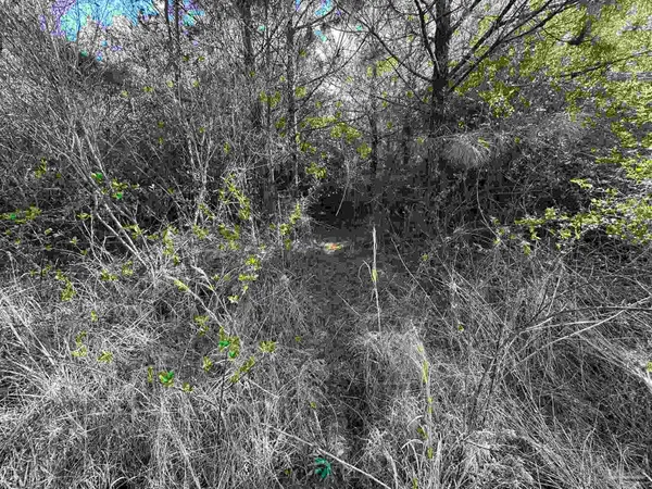 a view of a forest with a tree