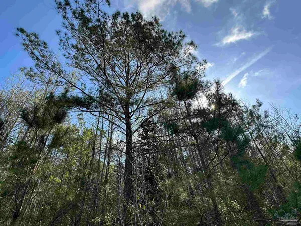 a view of a tree in middle of forest