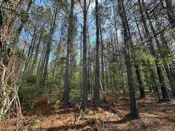 a view of forest
