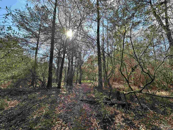 a view of a forest with large trees