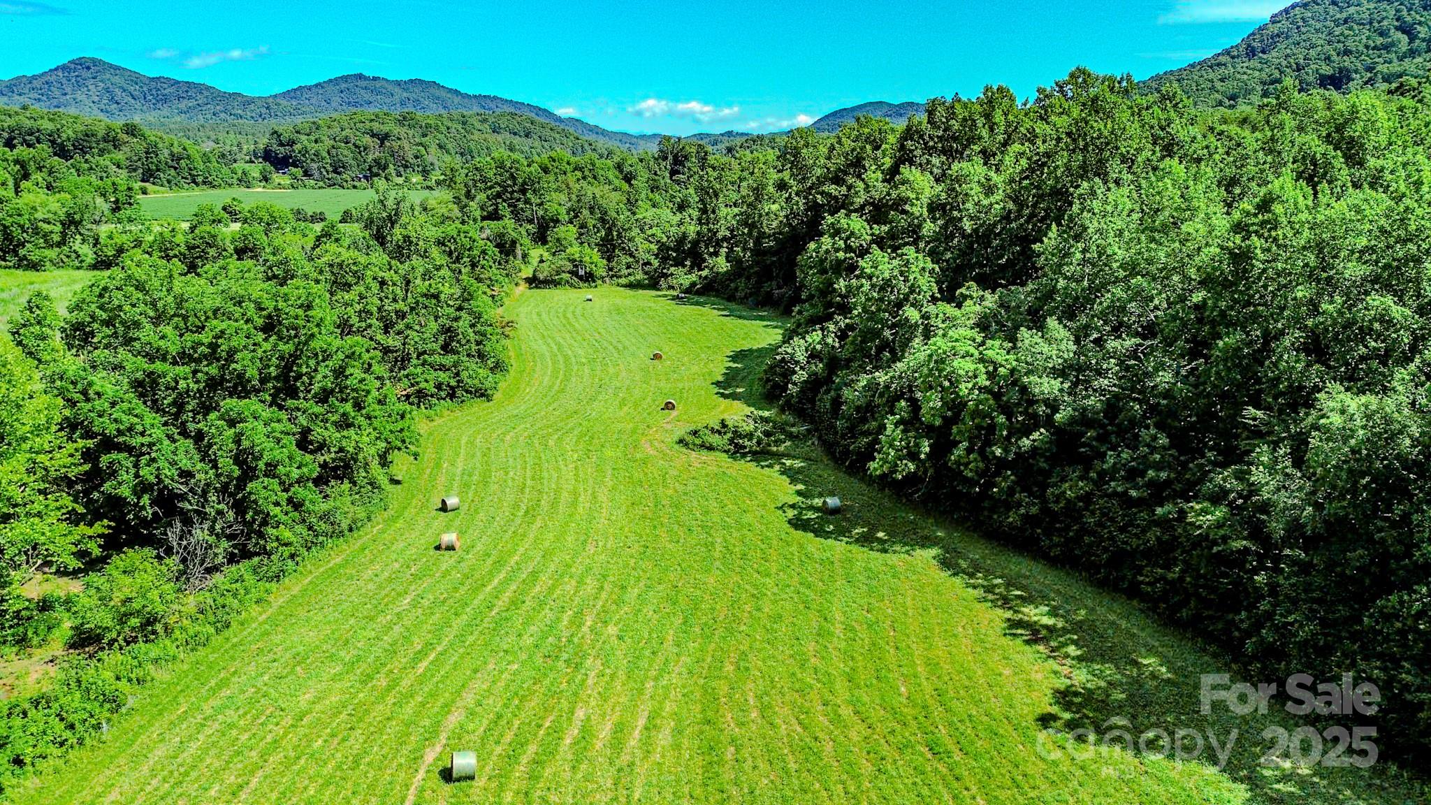 a view of a lush green forest