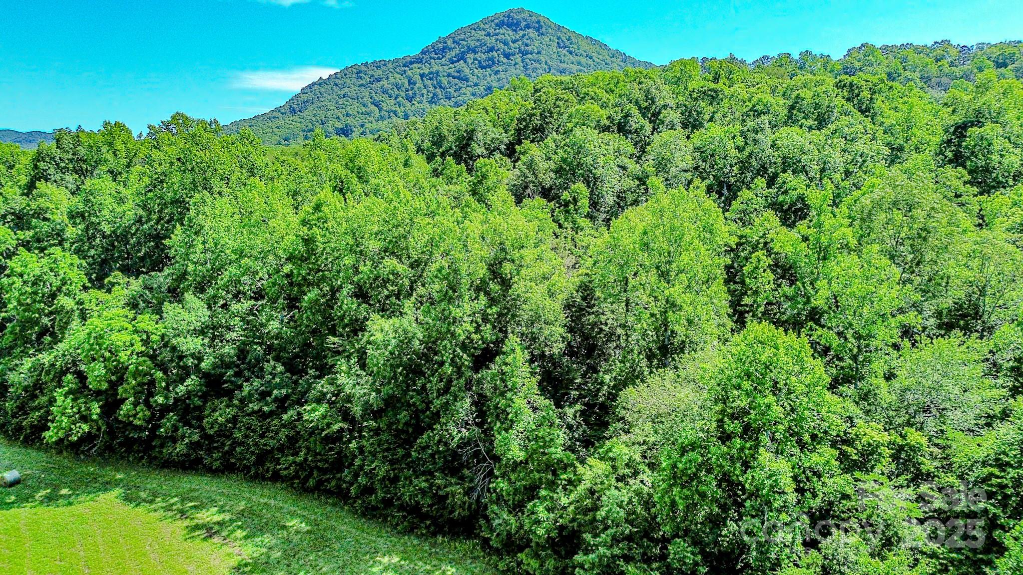 0 Cane Creek Road Union Mills, NC 28167 - Photo 16 of 25 a view of a lush green forest