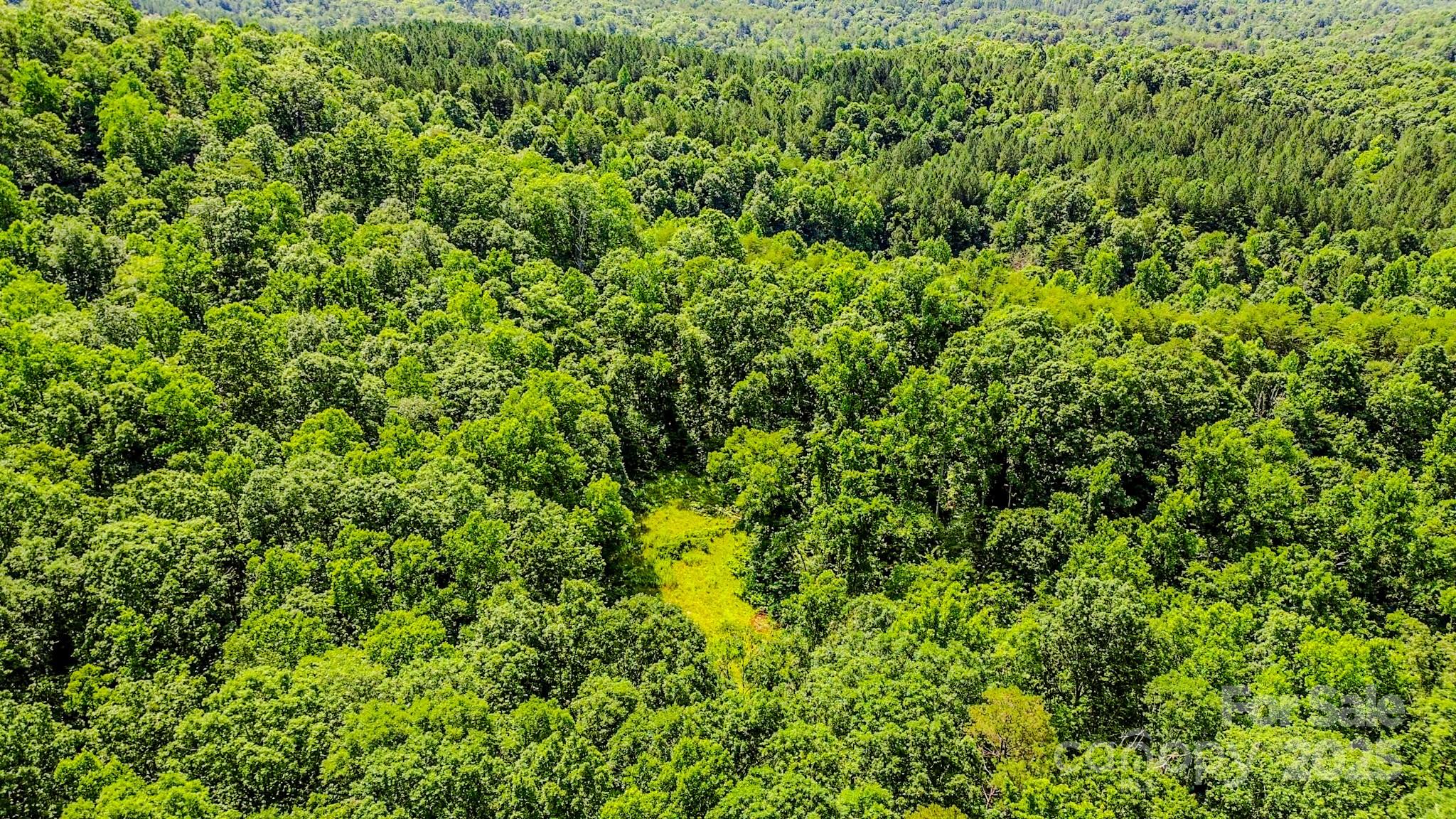 0 Cane Creek Road Union Mills, NC 28167 - Photo 24 of 25 a view of a lush green forest
