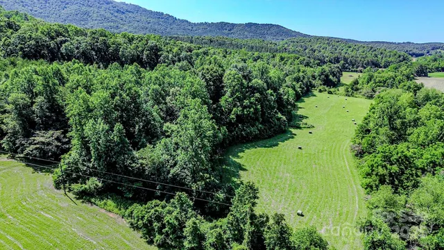 a view of a lush green forest with trees in the background