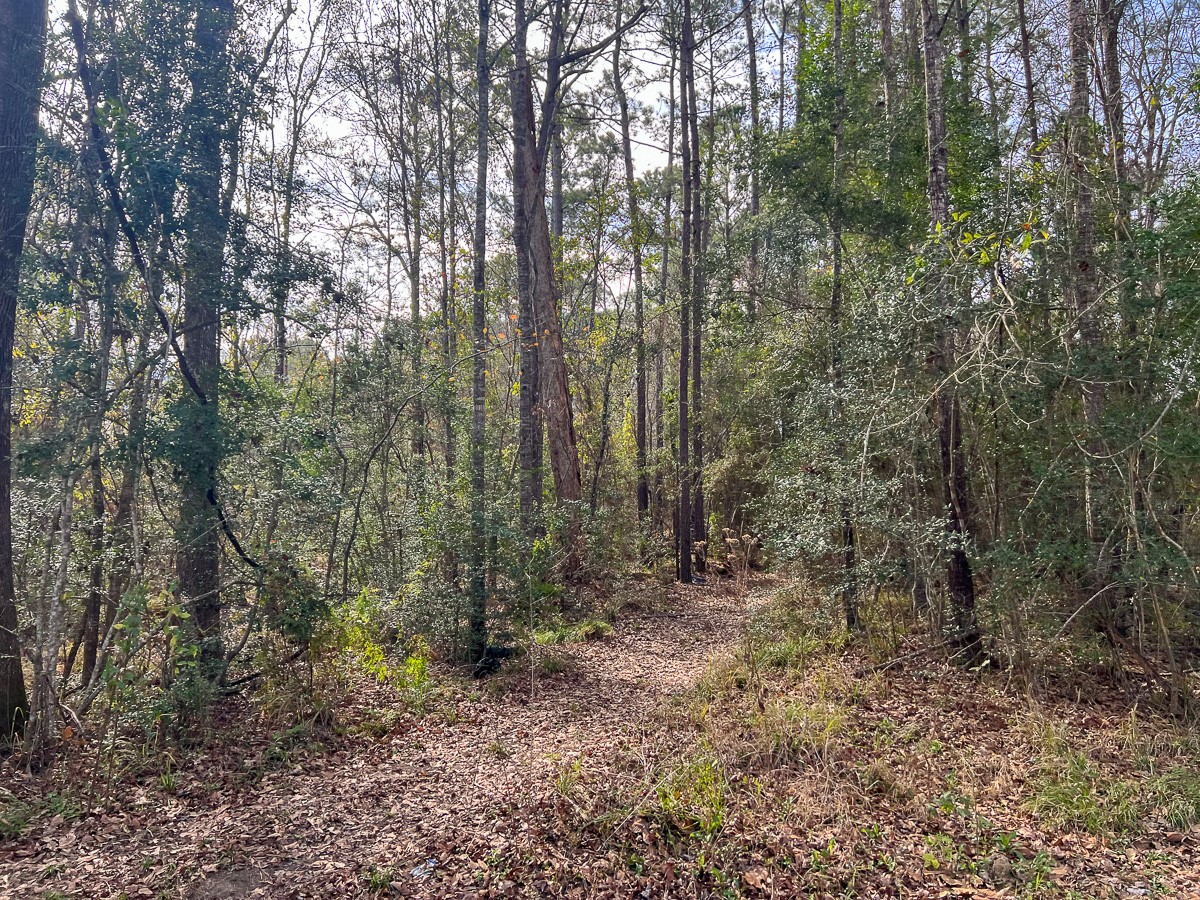 T-1 Lakeview Road Vidor, TX 77662 - Photo 11 of 18 a view of a forest with trees in the background