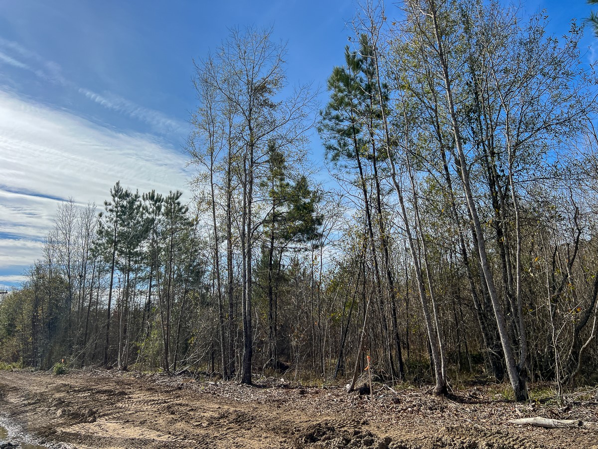 T-1 Lakeview Road Vidor, TX 77662 - Photo 5 of 18 a view of a forest with trees