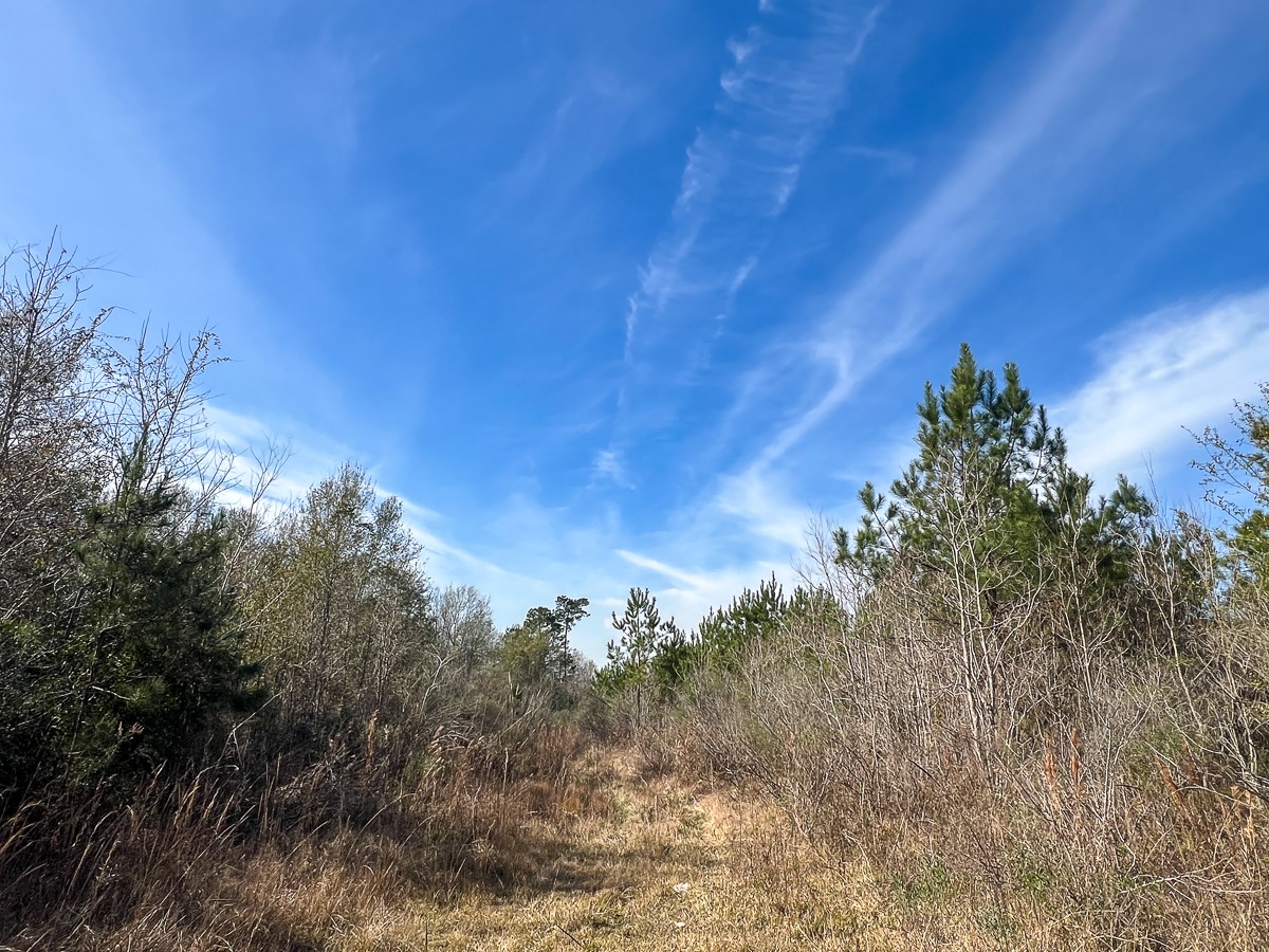 T-1 Lakeview Road Vidor, TX 77662 - Photo 9 of 18 a view of a yard
