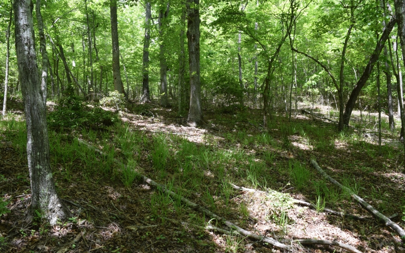 3270 Maple Grove Road Morganton, GA 30560 - Photo 10 of 17 Additional View