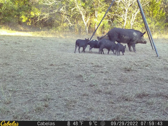 $465,000 | 6289 Maynard Hallmark Road, Flatonia, TX 78941