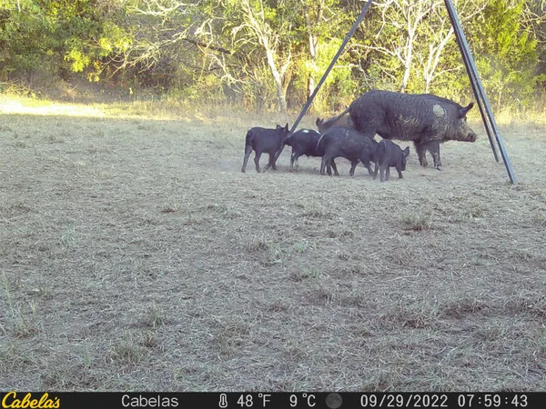 a view of a yard with wooden fence