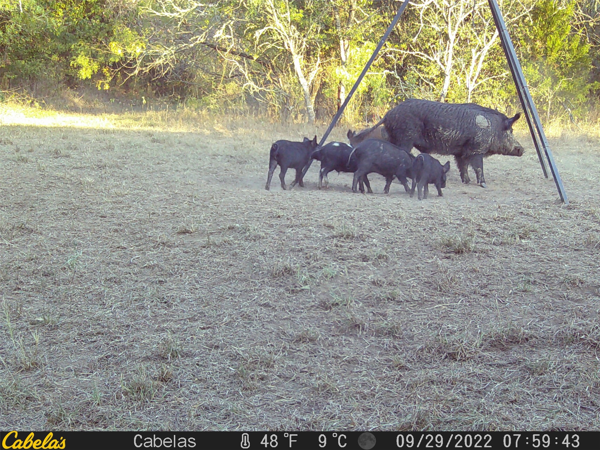 6289 Maynard Hallmark Road Flatonia, TX 78941 - Photo 19 of 19 a view of a yard with wooden fence