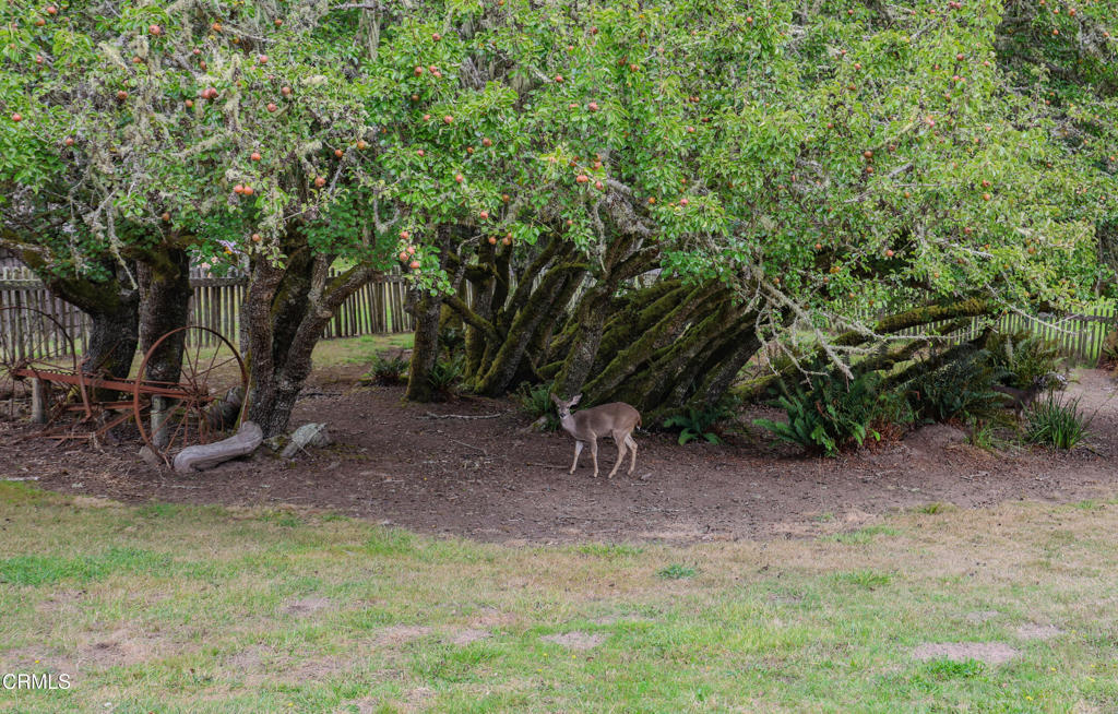31600 Little Valley Road Fort Bragg, CA 95437 - Photo 35 of 75 BK6A2873 copy