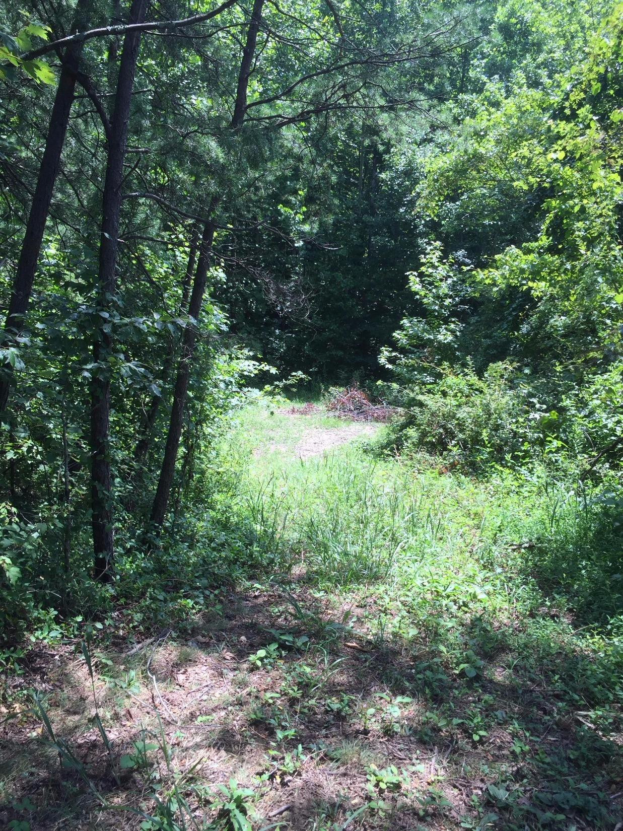 1910 Caudill Road Stanton, KY 40380 - Photo 20 of 50 There are sevaral fields and clearing wi