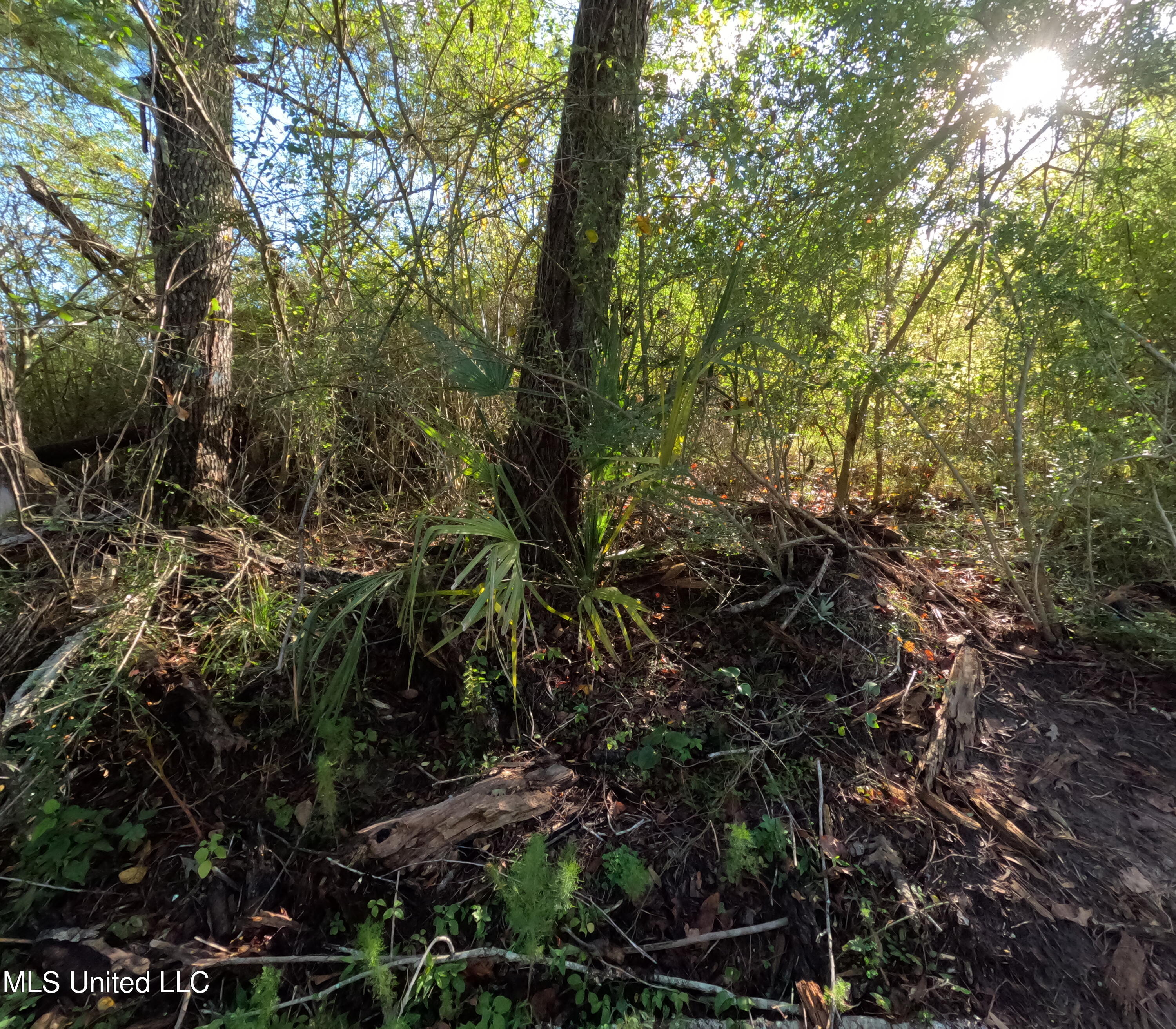 William Warren Road Collins, MS 39428 - Photo 33 of 115 GOPR0653