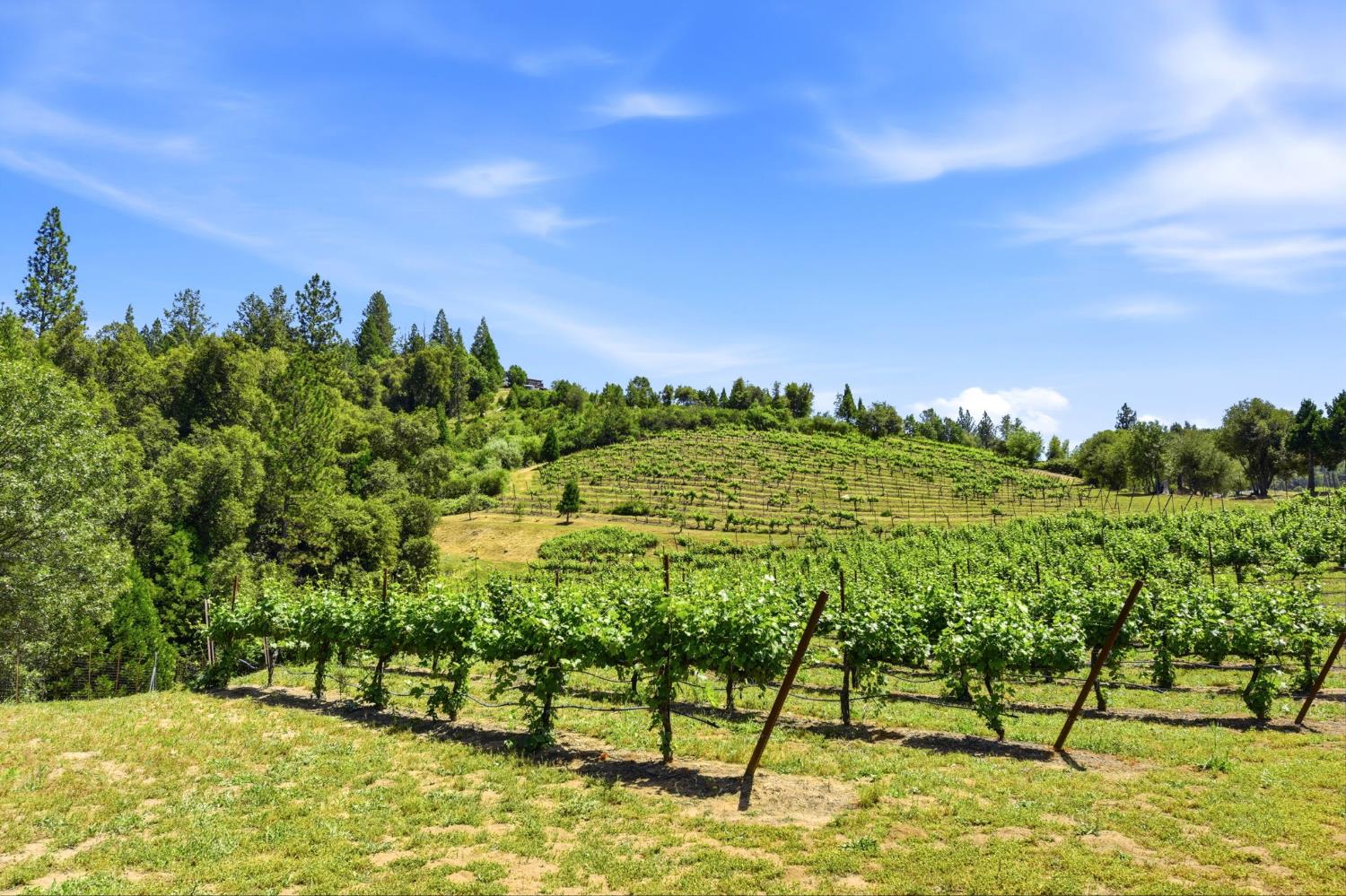 7201 Happy Valley Road Somerset, CA 95684 - Photo 65 of 75 Expansive vineyard with established rows of grapevines and rolling hills