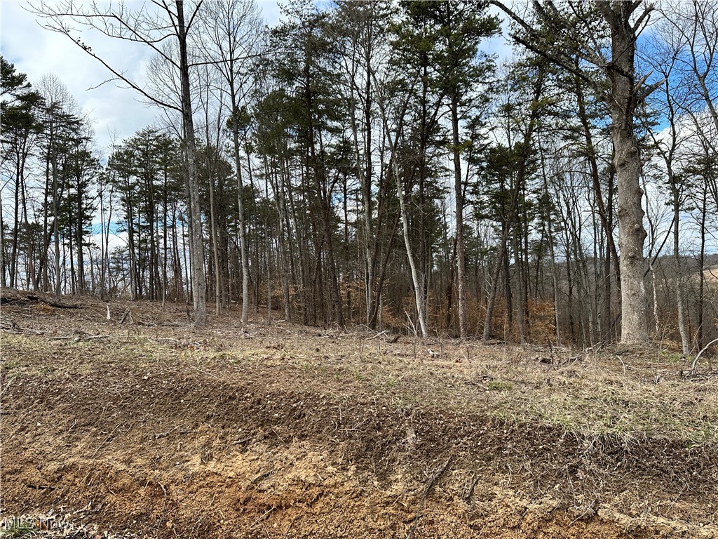 View of local wilderness