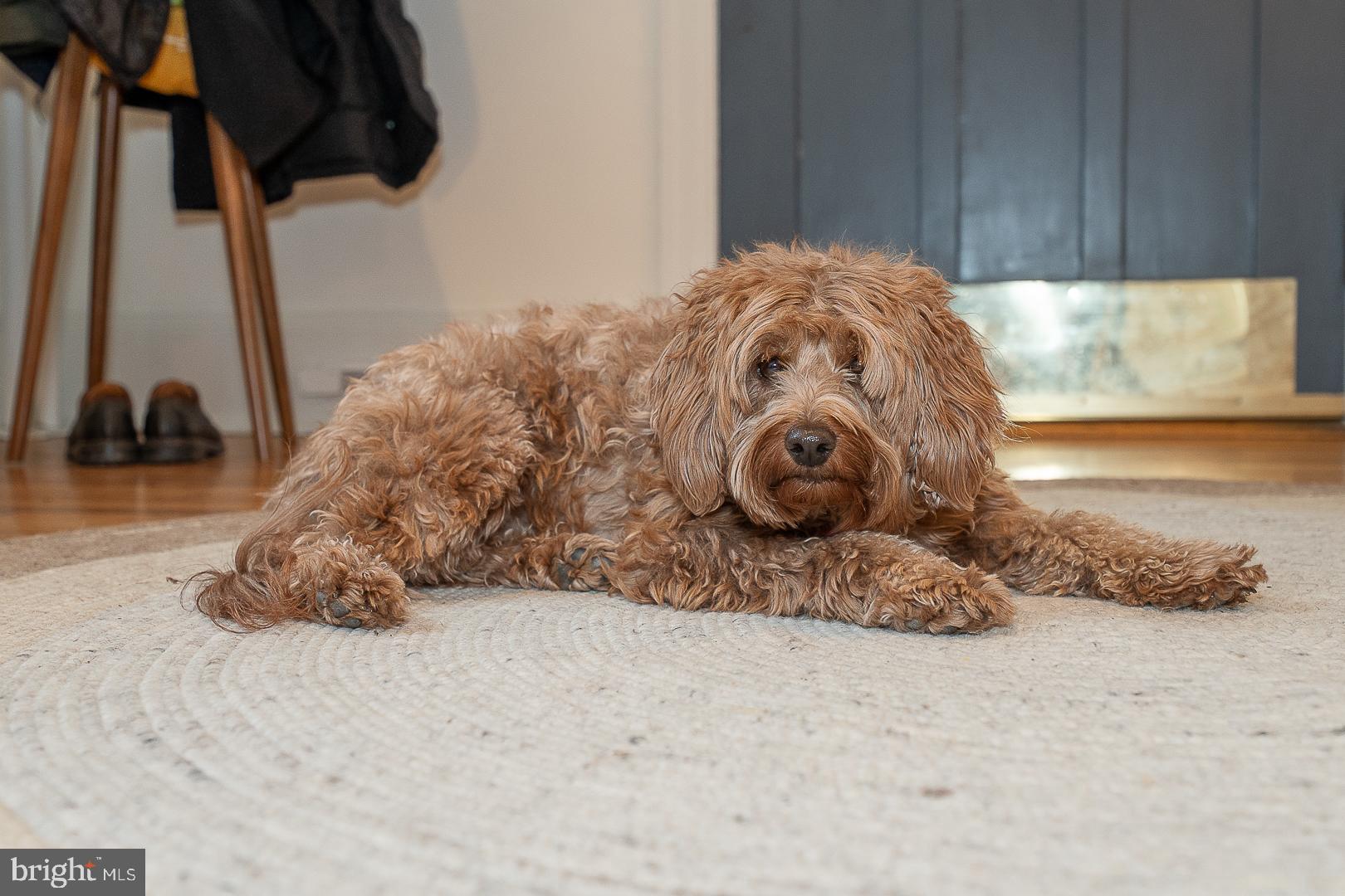 214 Kent Road Ardmore, PA 19003 - Photo 82 of 83 Who's a good boy?