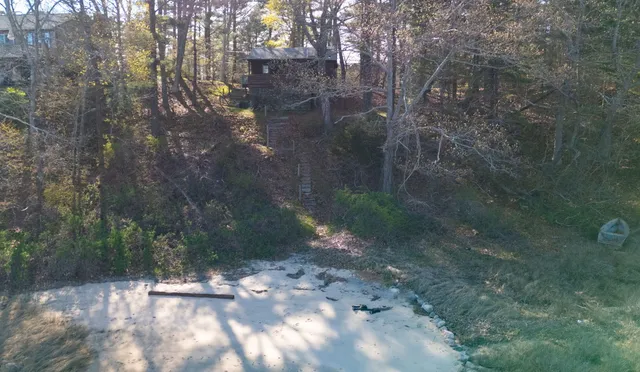 a view of a yard with plants and trees