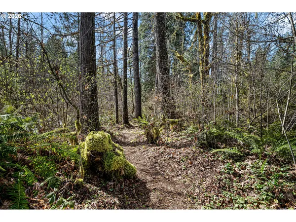 a view of a yard with plants
