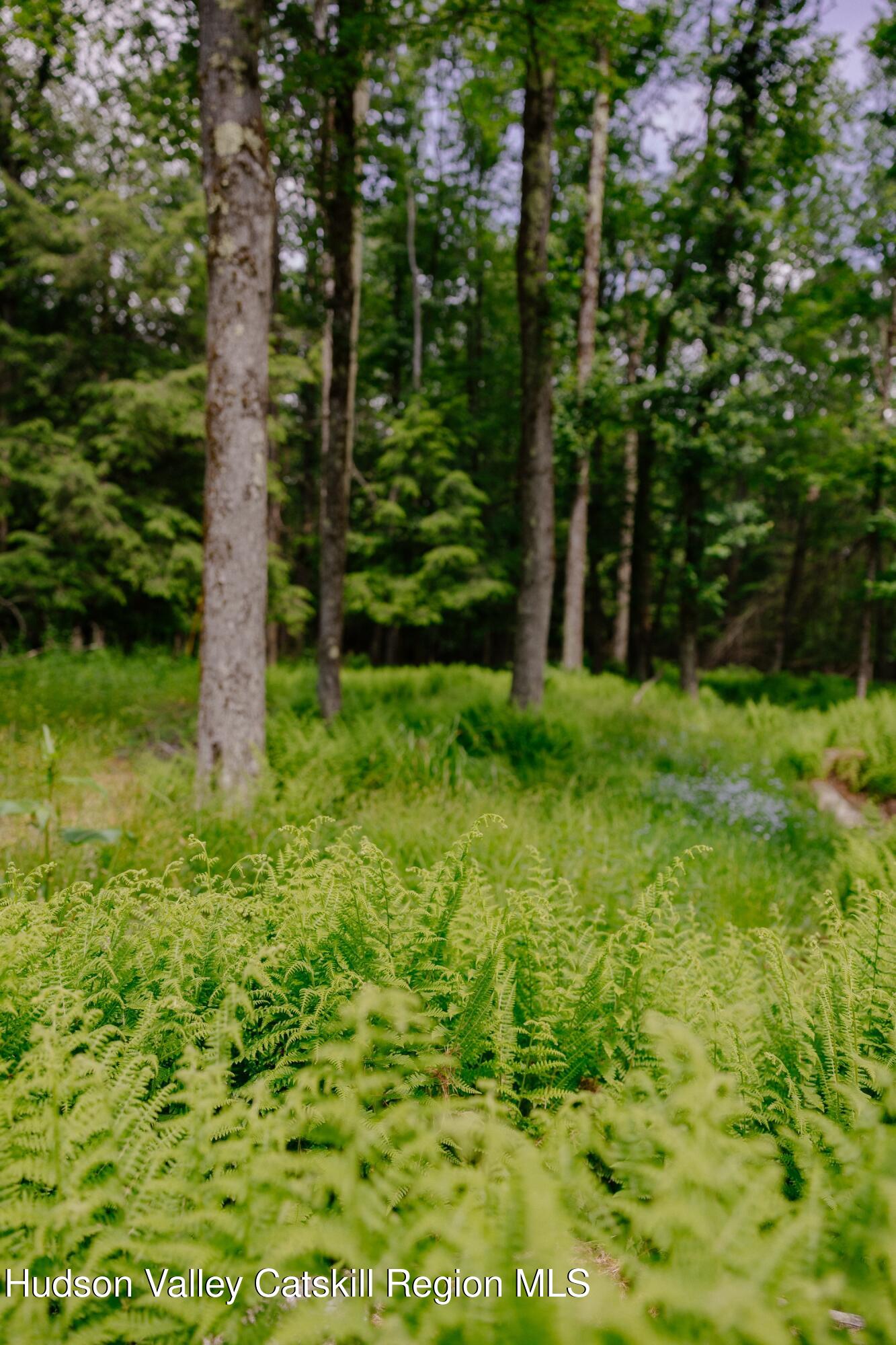Tbd Church Lake Road Livingston Manor, NY 12758 - Photo 6 of 33 shandelee-woods-thatupstateagent-1-6