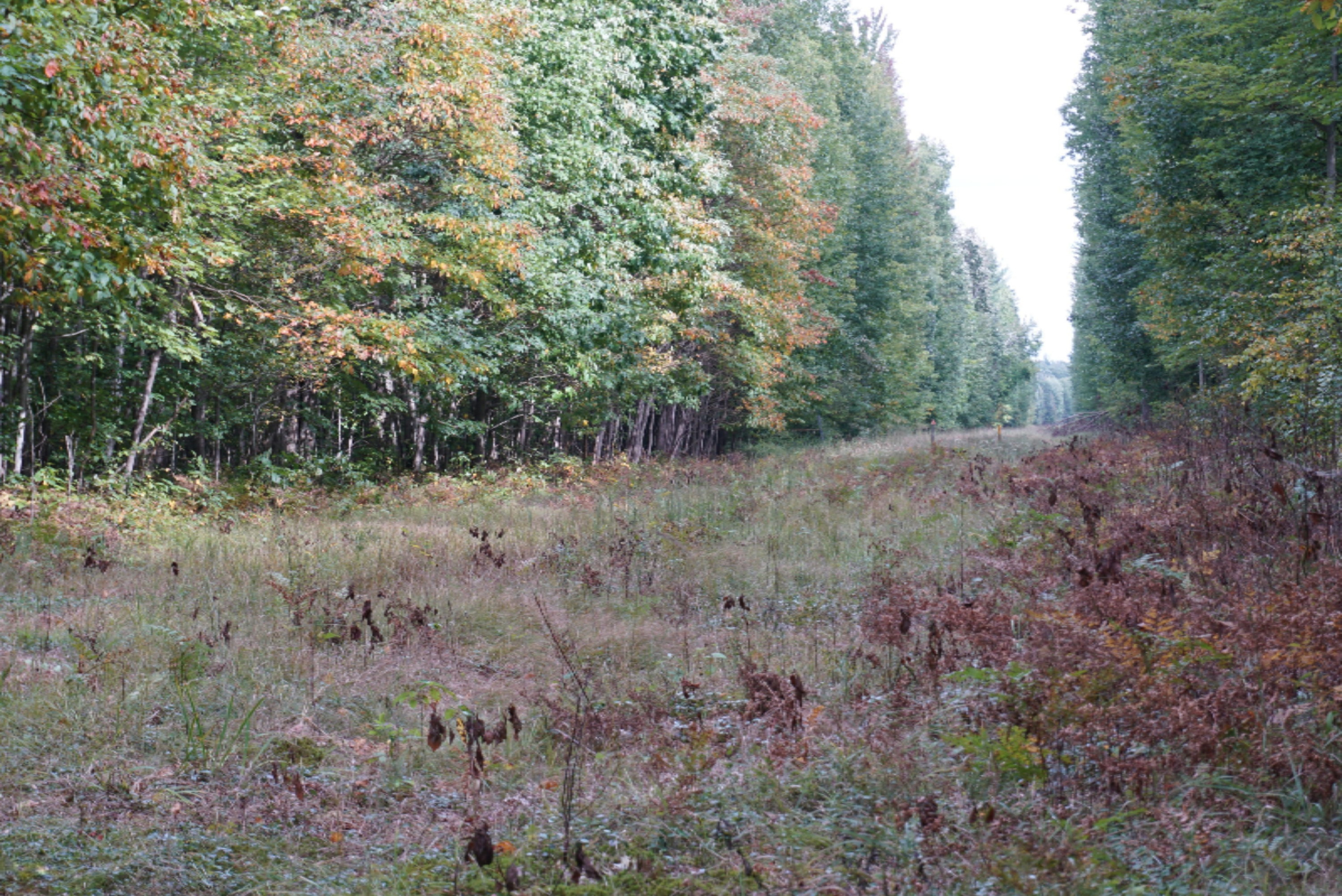 10538 East Bailey Road Ravenna, MI 49451 - Photo 11 of 51 DSC02360