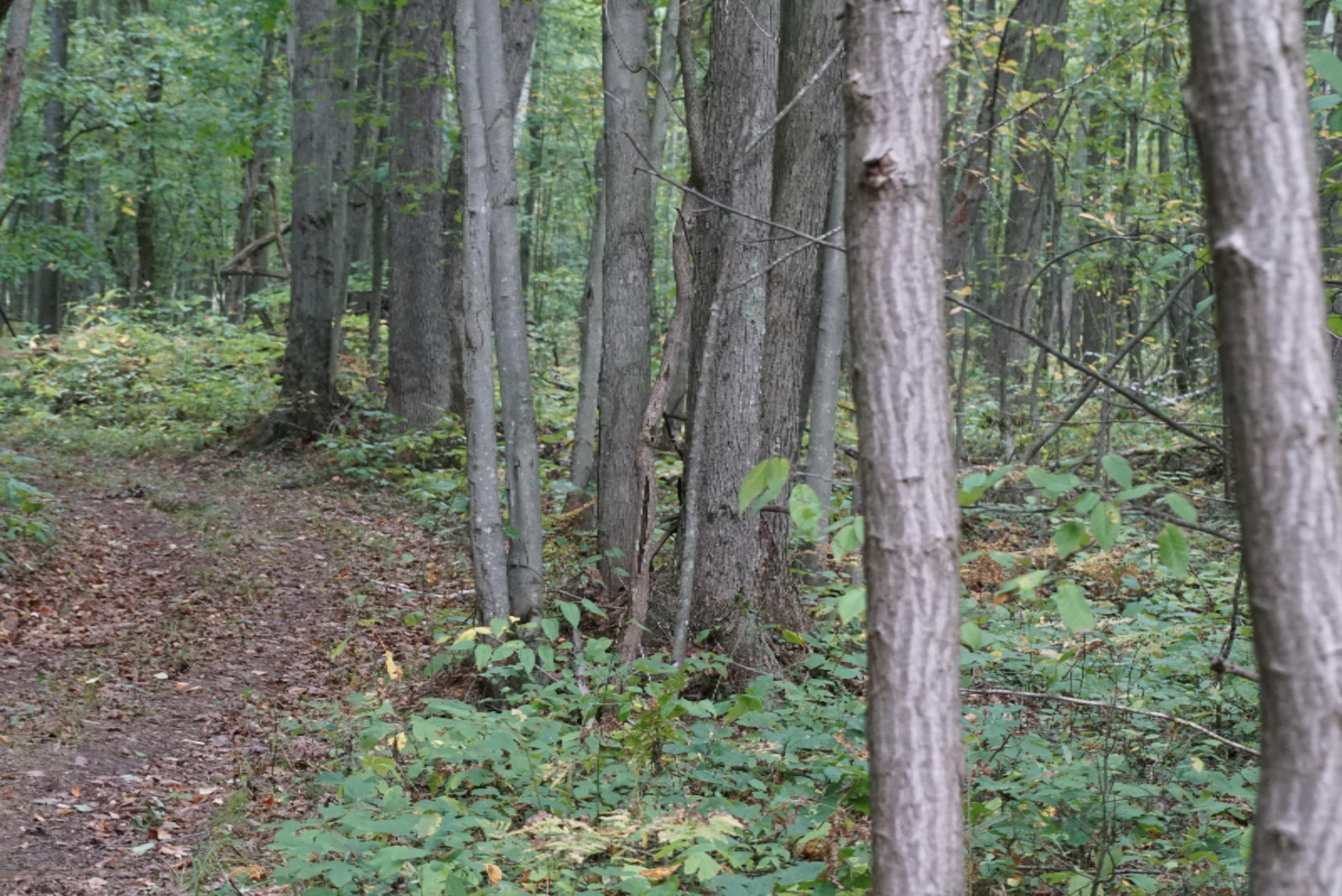 10538 East Bailey Road Ravenna, MI 49451 - Photo 12 of 51 DSC02361