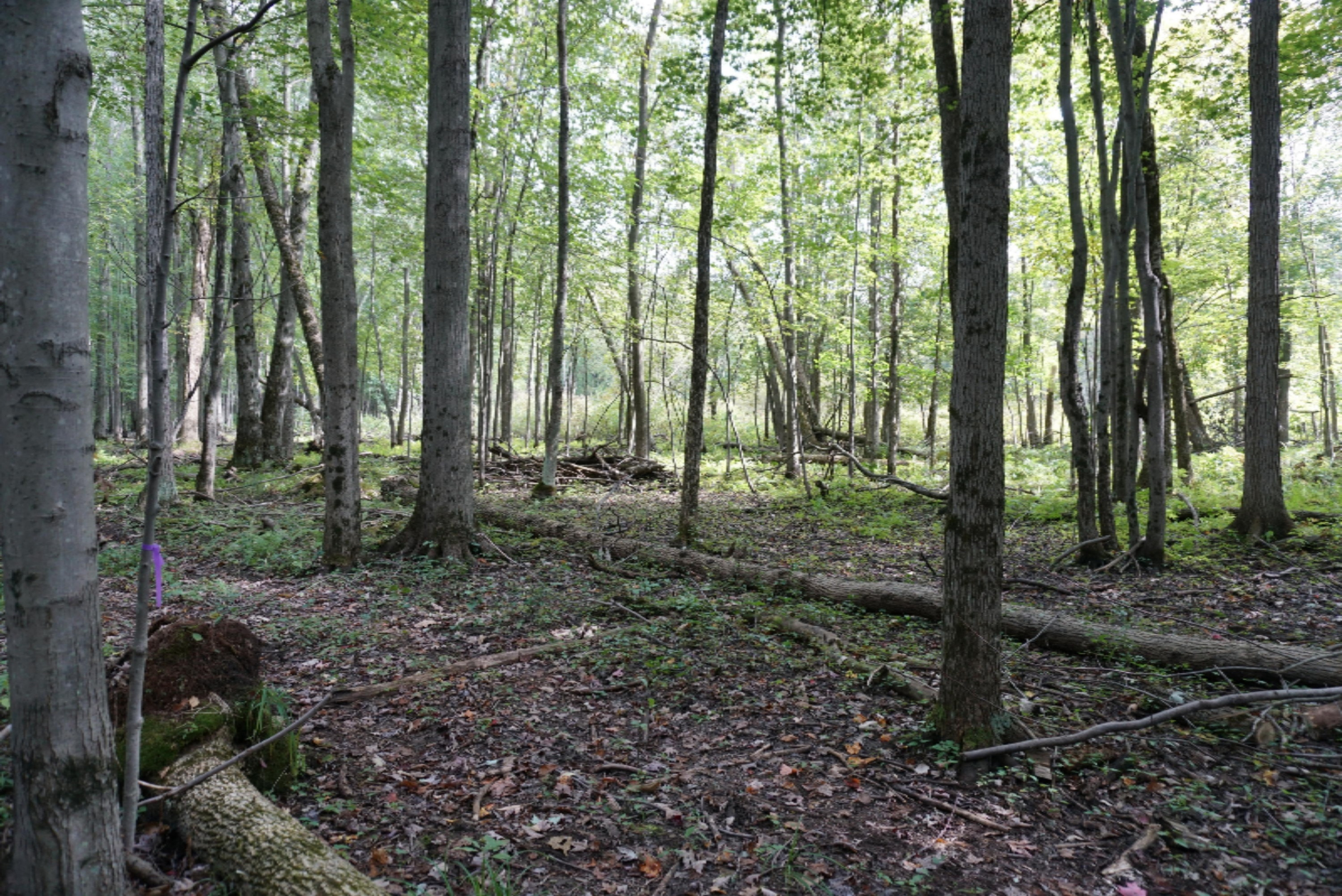 10538 East Bailey Road Ravenna, MI 49451 - Photo 13 of 51 DSC02363