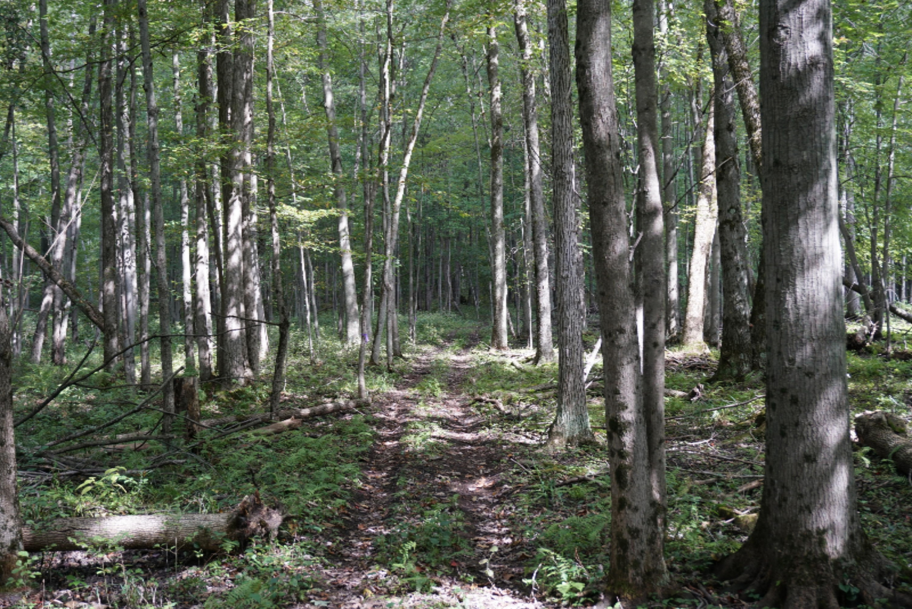 10538 East Bailey Road Ravenna, MI 49451 - Photo 14 of 51 DSC02364