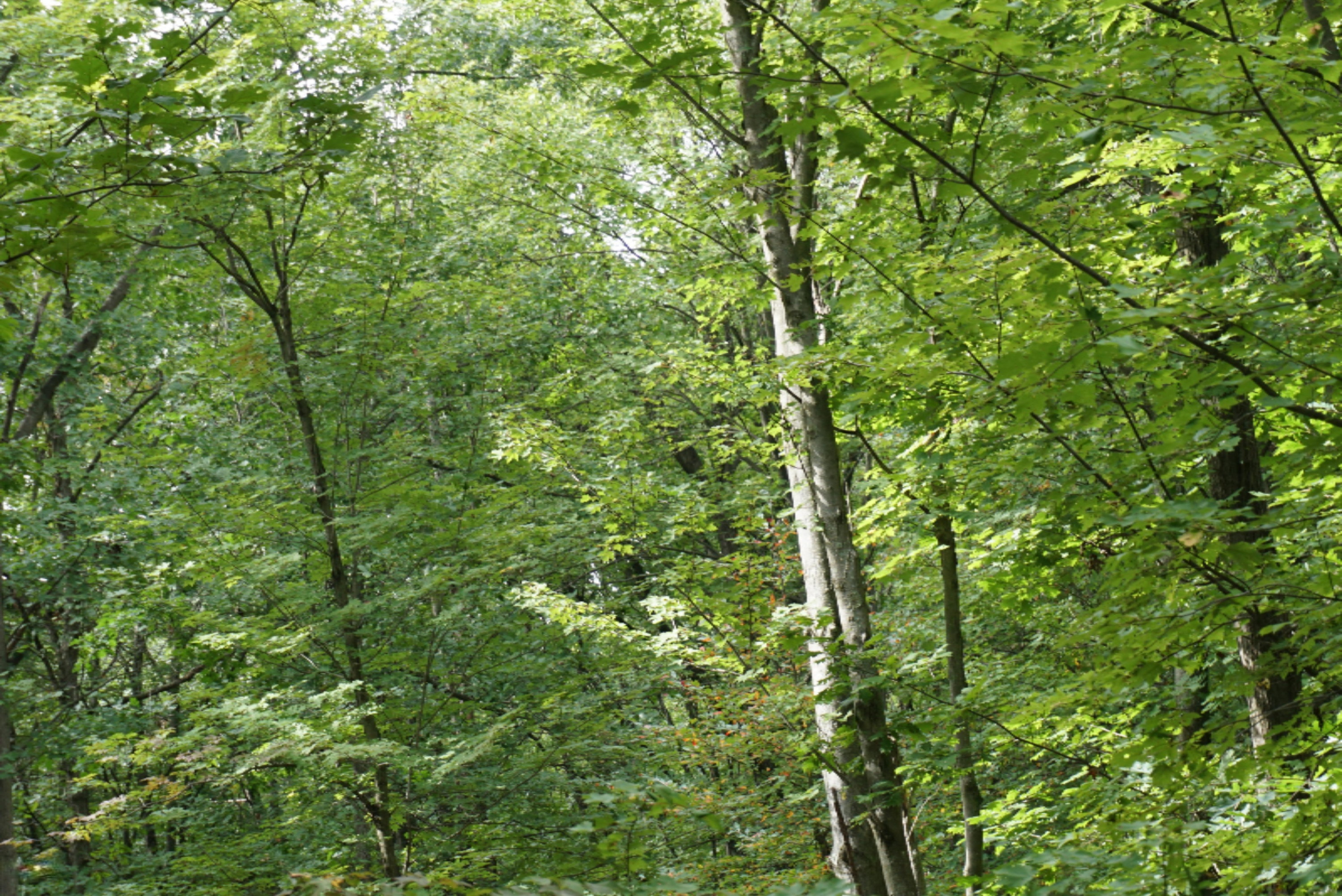 10538 East Bailey Road Ravenna, MI 49451 - Photo 8 of 51 DSC02355