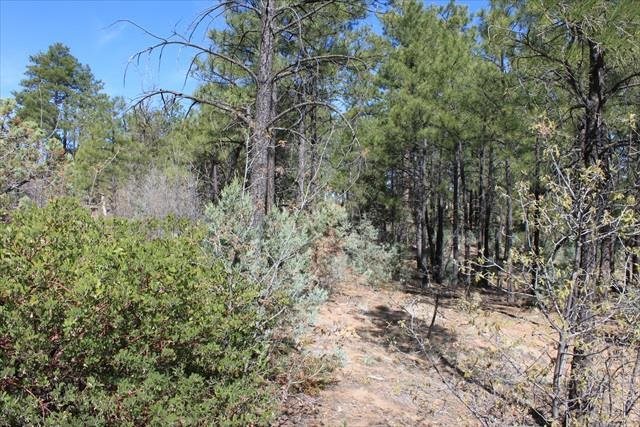 Lot 232 East Show Low Lake Road Show Low, AZ 85901 - Photo 4 of 10