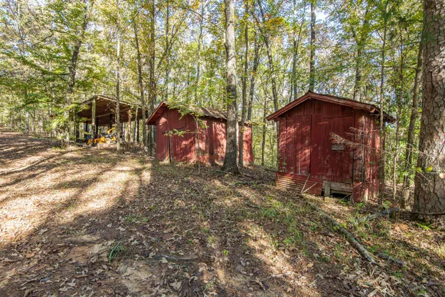 a view of a large tree in the middle of a yard