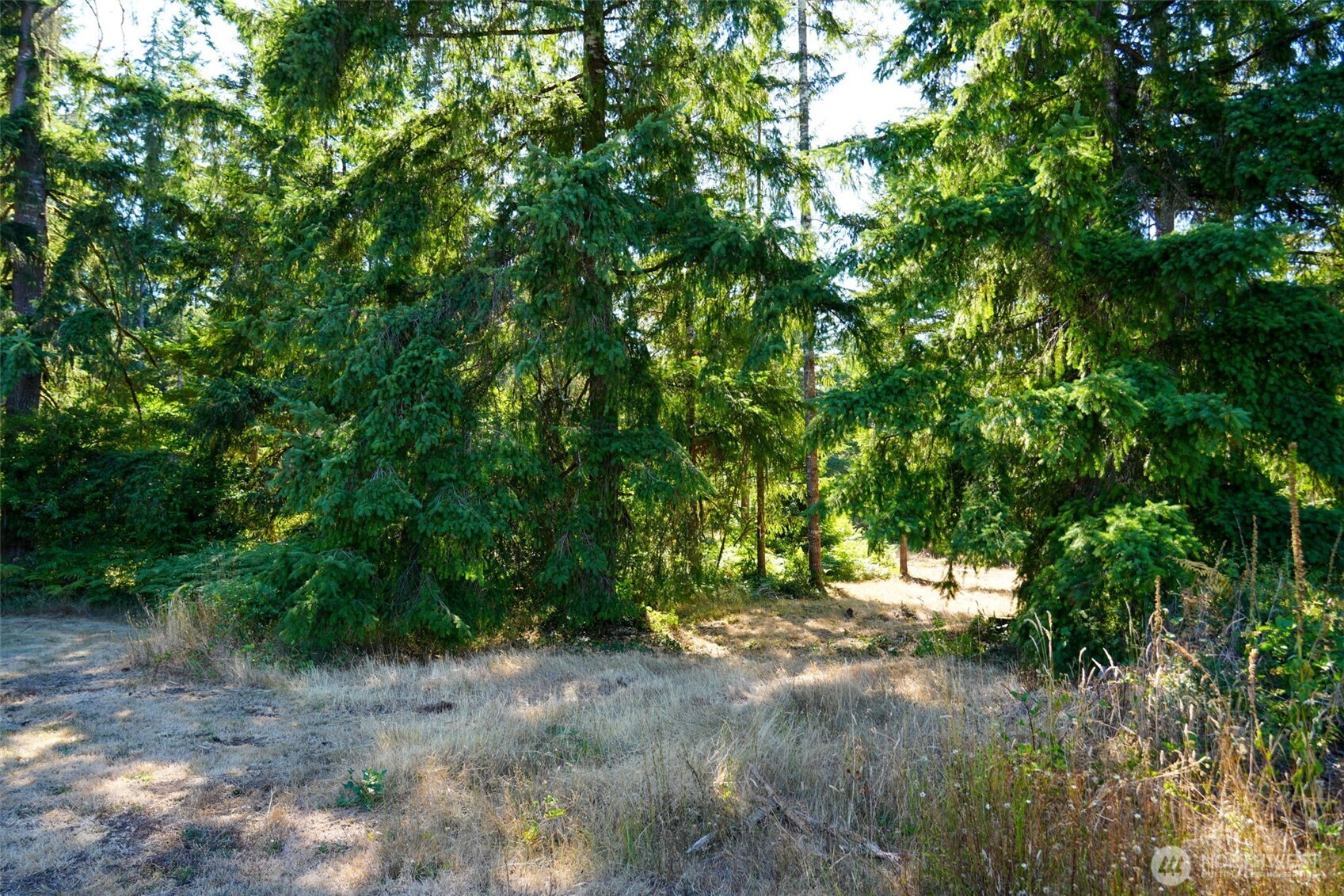 7101 115th Avenue Southwest Olympia, WA 98512 - Photo 13 of 38 a view of outdoor space and trees all around