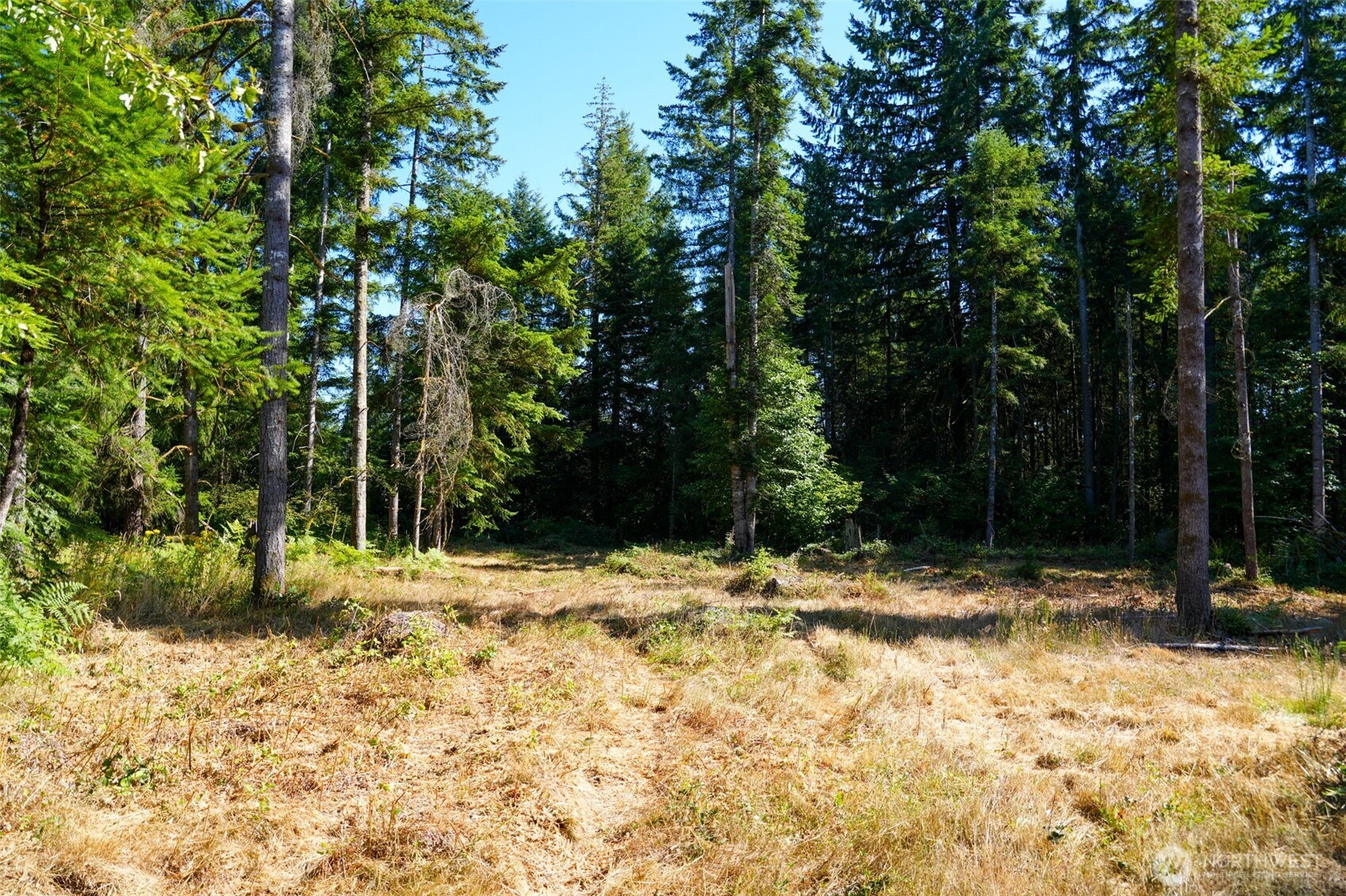 7101 115th Avenue Southwest Olympia, WA 98512 - Photo 15 of 38 a view of a yard with plants and trees