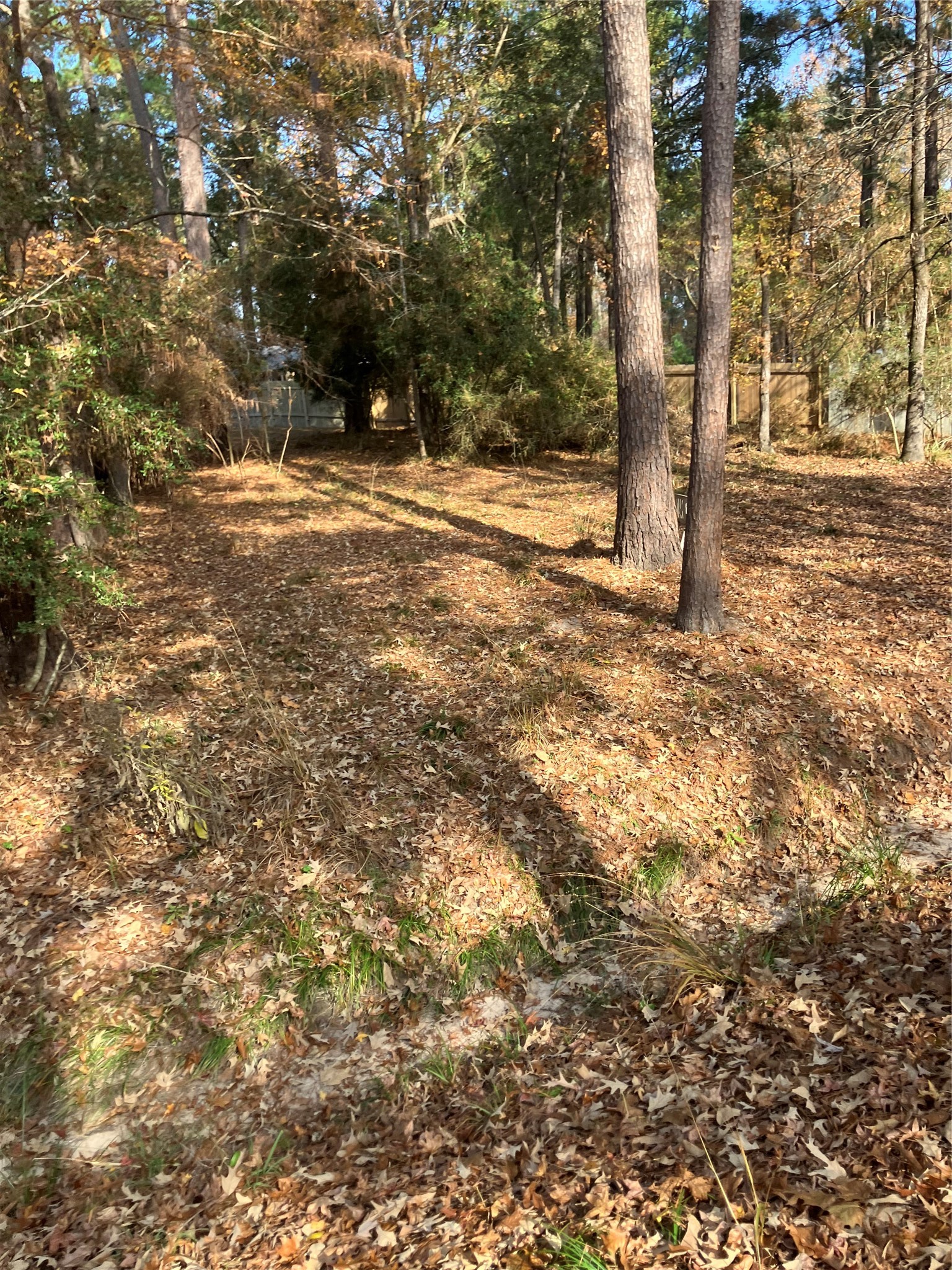 242 Elm Trail Trinity, TX 75862 - Photo 6 of 28 a view of a yard with trees