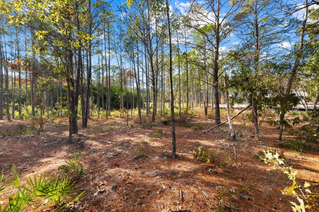 a view of a tree in a yard